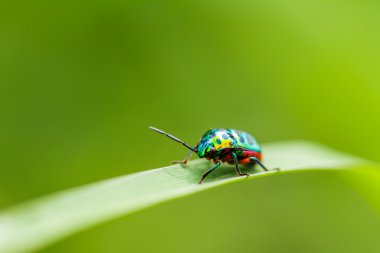 bir çim üzerinde üzerinde güzel beetle