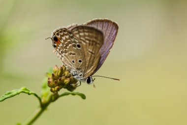 Çiçekteki kelebek.