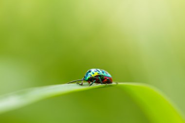bir çim üzerinde üzerinde güzel beetle