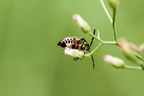 Bellissimo scarabeo su un'erba — Foto Stock