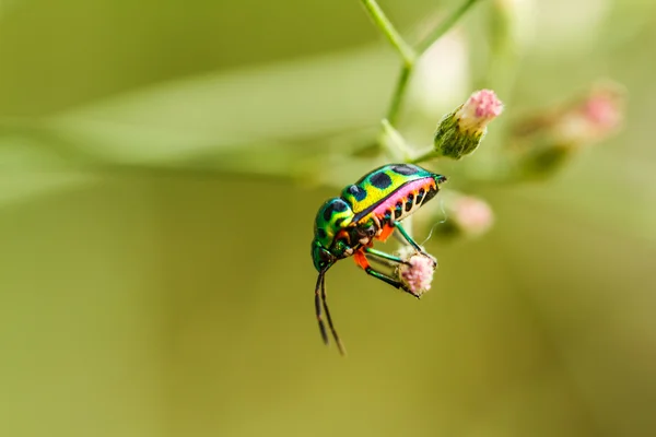 Belle coléoptère sur une herbe — Photo