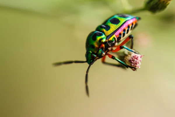 Bellissimo scarabeo su un'erba — Foto Stock