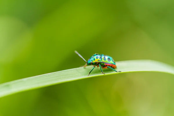 Bellissimo scarabeo su un'erba — Foto Stock