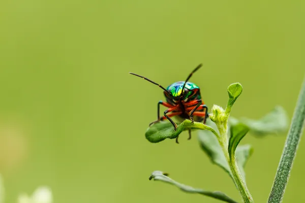 Bir çim üzerinde üzerinde güzel beetle — Stok fotoğraf