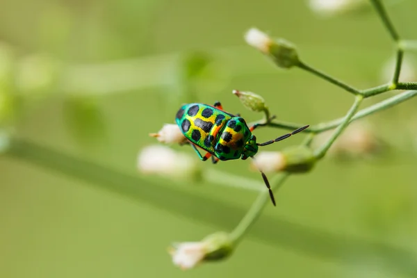 Prachtige kever op op een gras — Stockfoto