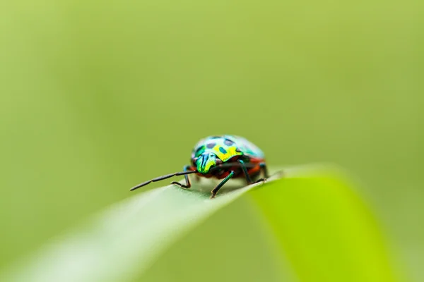 Bellissimo scarabeo su un'erba — Foto Stock