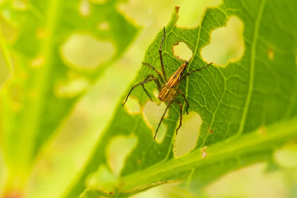 Spider on leaf — Stock Photo, Image