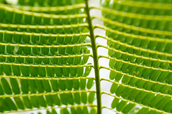 Green Leaves — Stock Photo, Image