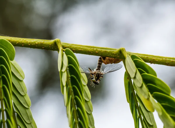 Araña en la hoja — Foto de Stock