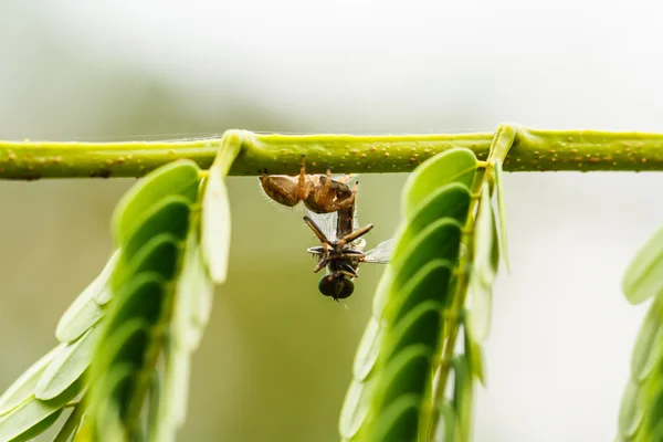 Araña en la hoja — Foto de Stock