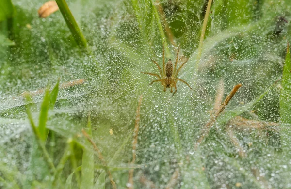 그물 거미 — 스톡 사진