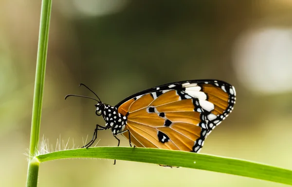 Schmetterling auf einer Blume. — Stockfoto