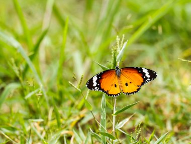 Çiçekteki kelebek.