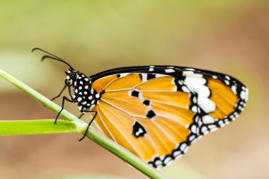 Çiçekteki kelebek.