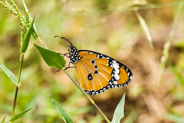 Vlinder op een bloem. — Stockfoto