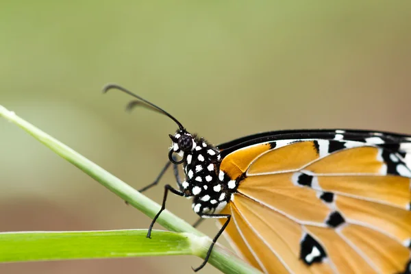 Motyl na kwiatku. — Zdjęcie stockowe