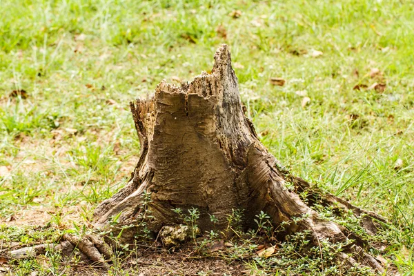 Stümpfe trocknen — Stockfoto