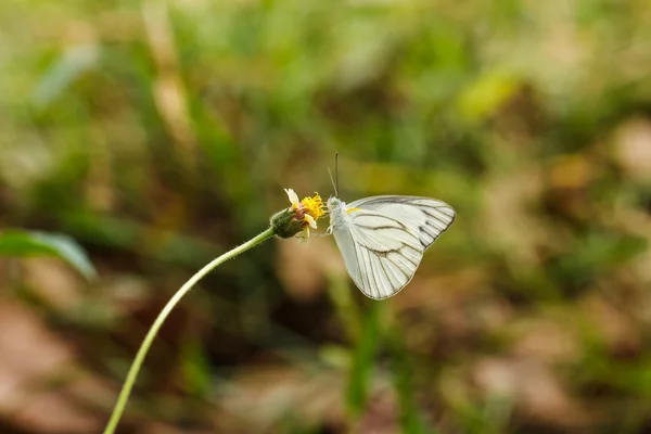 Бабочка на цветке. — стоковое фото