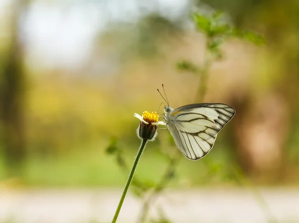 Papillon sur une fleur. — Photo