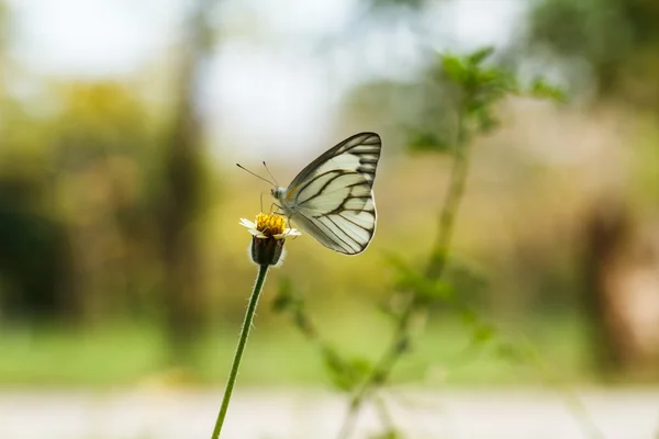 Vlinder op een bloem. — Stockfoto