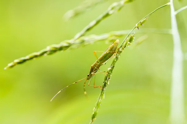 Insekt auf grünem Gras — Stockfoto