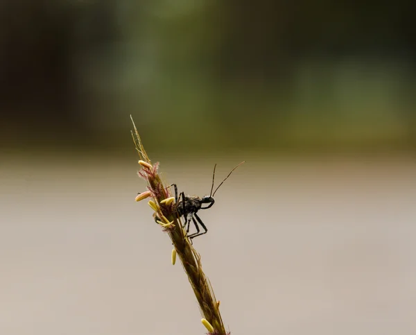 Insect on green grass — Stock Photo, Image