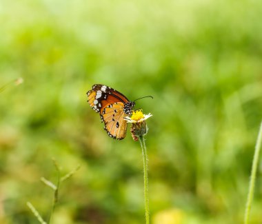 Çiçekteki kelebek.