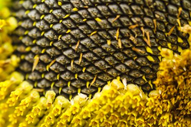 Ayçiçeği lopburi, Tayland içinde