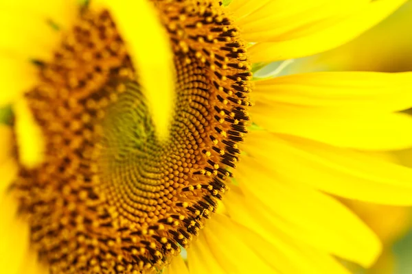 Sonnenblumen in lopburi, Thailand — Stockfoto