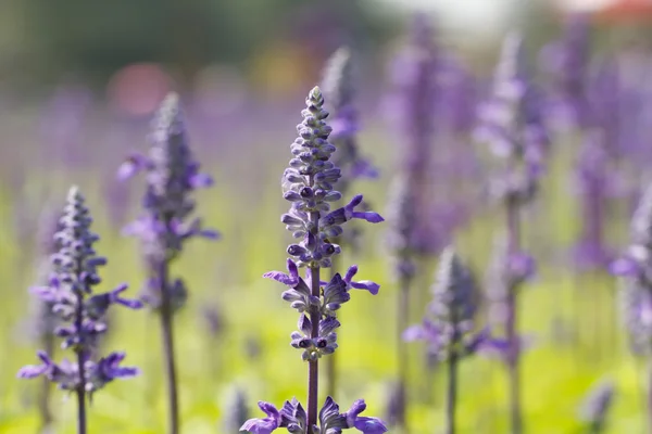 Flores de lavanda — Foto de Stock