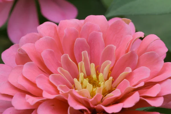 Flor roja impaciente — Foto de Stock