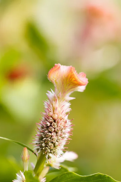 Cockscomb flower — Stock Photo, Image