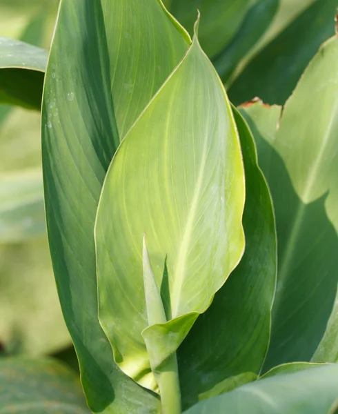 Canna Lily Leaf in Garden — Stock Photo, Image