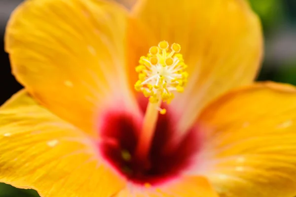 Polen de flor de hibisco . —  Fotos de Stock