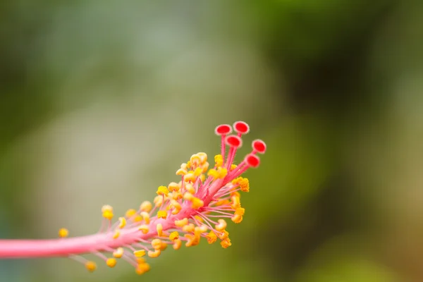 Pólen de flor de hibisco . — Fotografia de Stock
