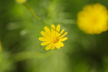Sarı cosmos çiçek