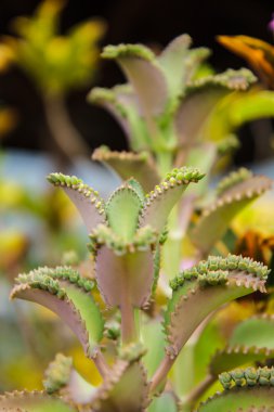 bitki yaprakları kadar akraba evliliği