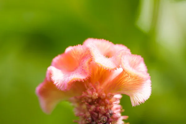 Cockscomb bloem — Stockfoto