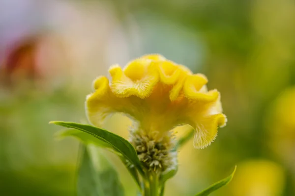 Cockscomb flower — Stock Photo, Image