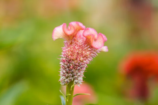 Květ kohoutí hřebínky — Stock fotografie