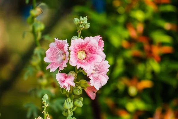 Hollyhock flower — Stock Photo, Image