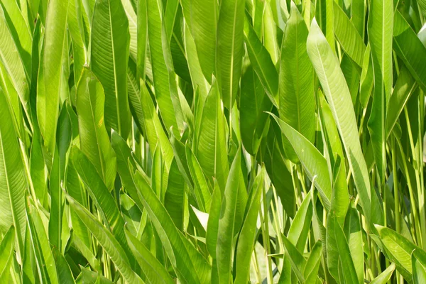 Canna lily blad in tuin — Stockfoto