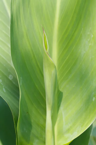 Canna Lily Leaf in Garden — Stock Photo, Image