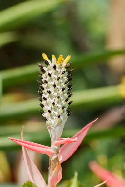 Ananas fleur — Photo