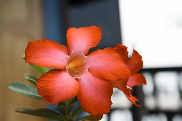 Desert rose är en blomma som växer lätt och är resistent mot dr — Stockfoto