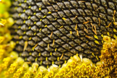 Ayçiçeği lopburi, Tayland içinde