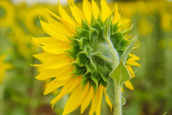 Sunflowers in Lopburi, Thailand — Stock Photo, Image