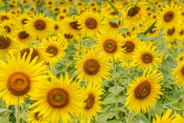 Girasoles en Lopburi, Tailandia —  Fotos de Stock