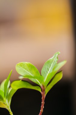 Su teresi çiçekleri