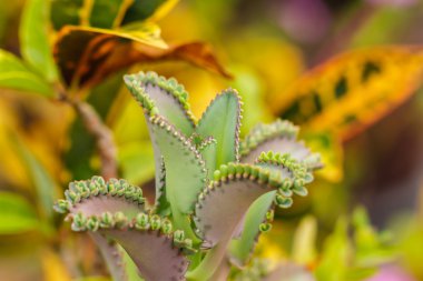 bitki yaprakları kadar akraba evliliği